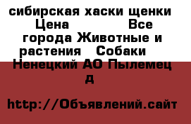 сибирская хаски щенки › Цена ­ 10 000 - Все города Животные и растения » Собаки   . Ненецкий АО,Пылемец д.